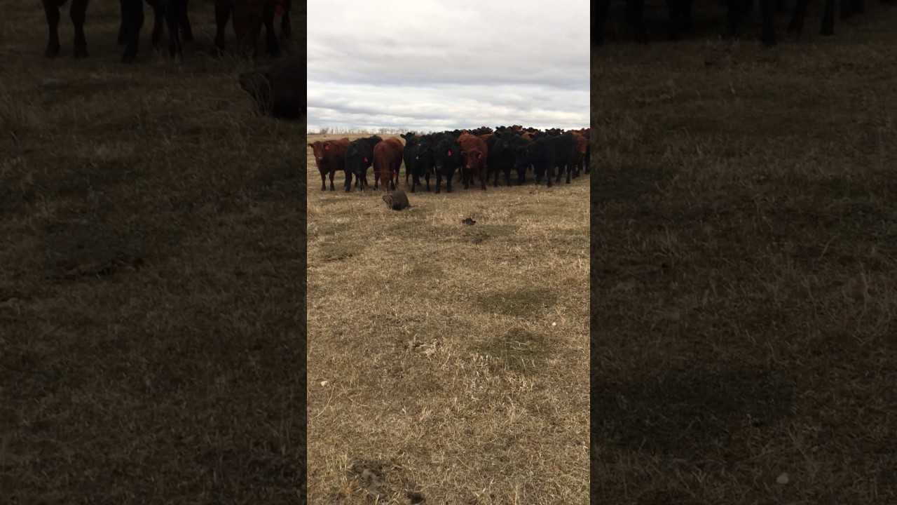 Lone Beaver Herds Curious Cattle in Saskatchewan
