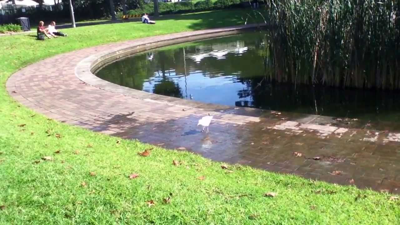Seagull tap dancing