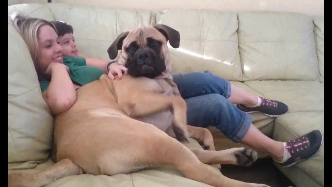 Big Dogs Who Think They're Lap Dogs