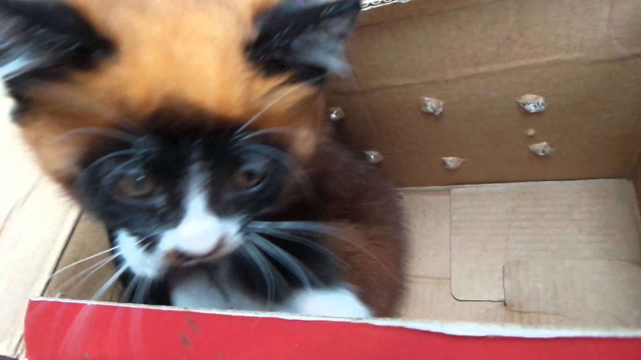 Undiscovered Mutant Cat...
