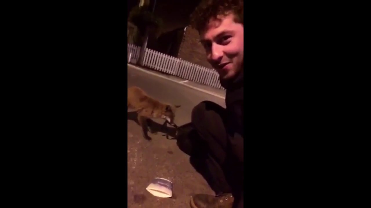 Fox Friend