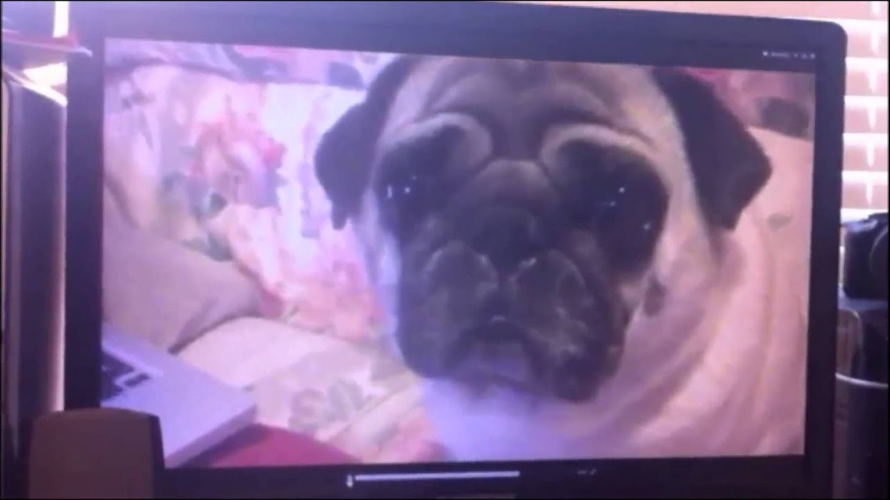 Paranormal Pugtivity