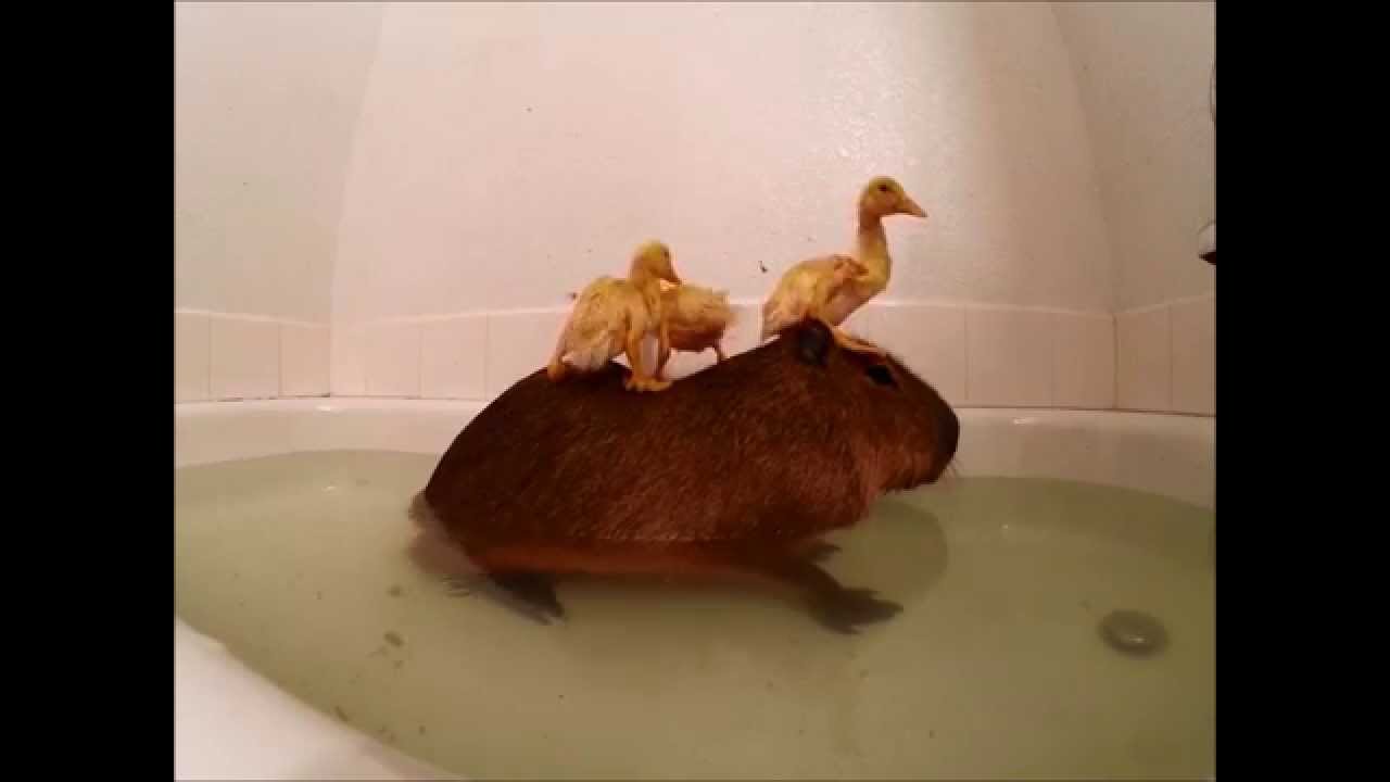 Rubber Ducky?
