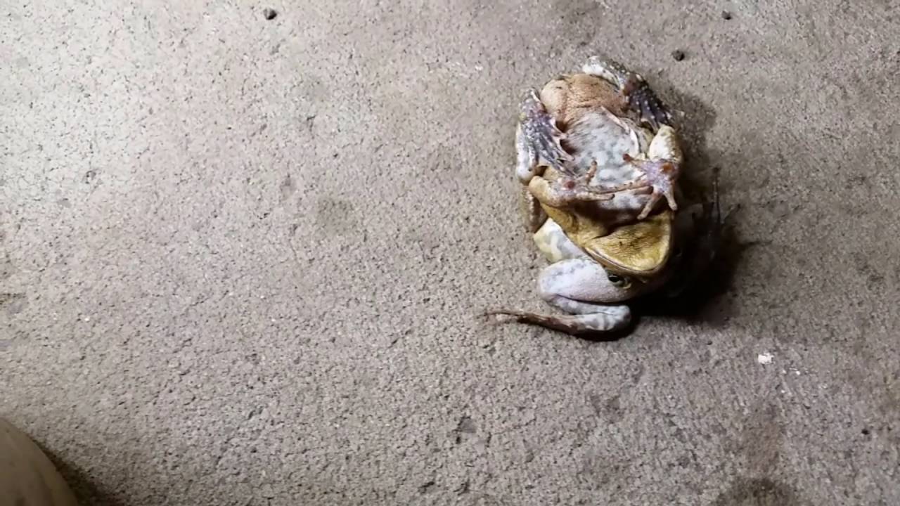 Toad Stacking Demonstration