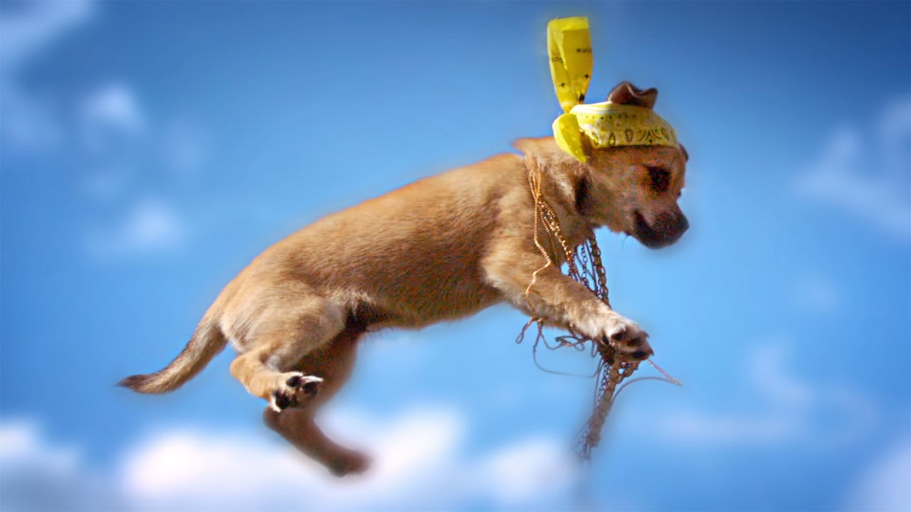 FLYING KITTENS vs FLYING PUPPIES at 1000 fps