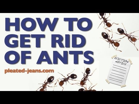 How To Get Rid of Ants