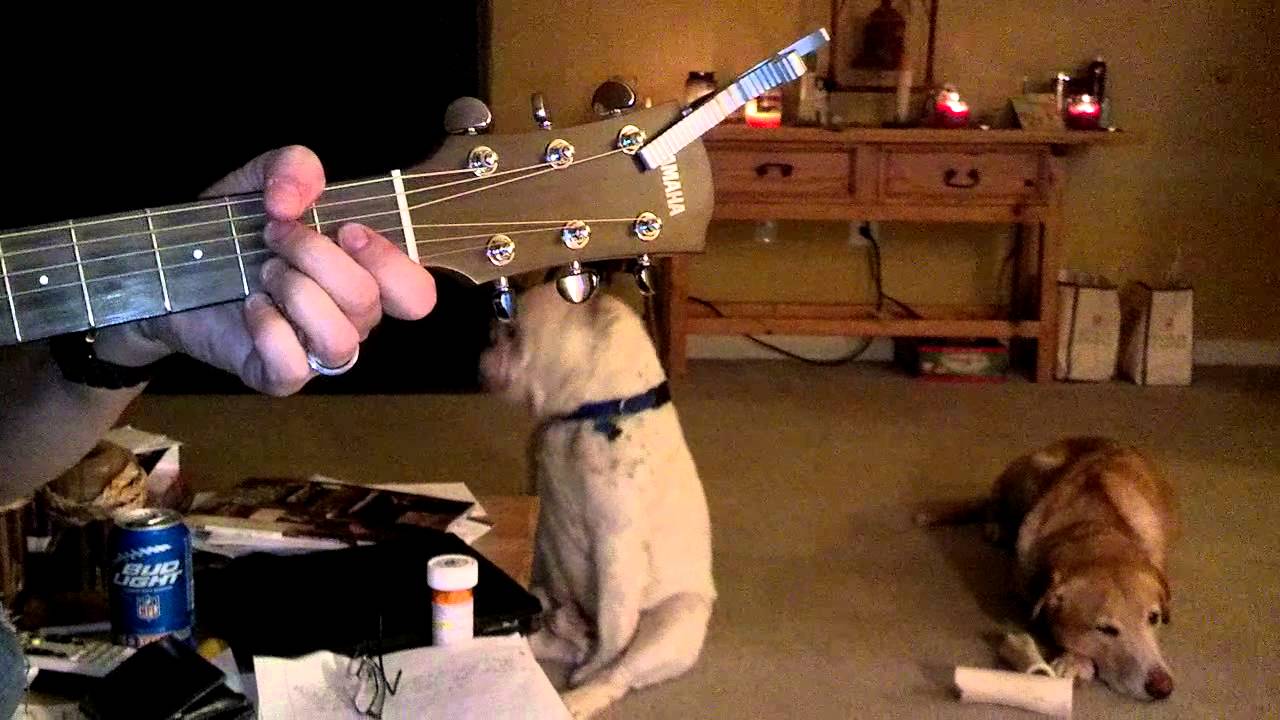 Blues Scootin' Bully