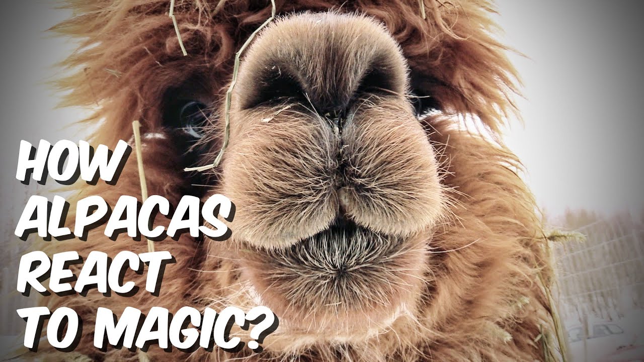 How Alpacas React To Magic