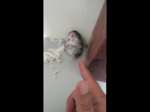 Adorable Hamster gets Shot and pretends to be dead. [Original]