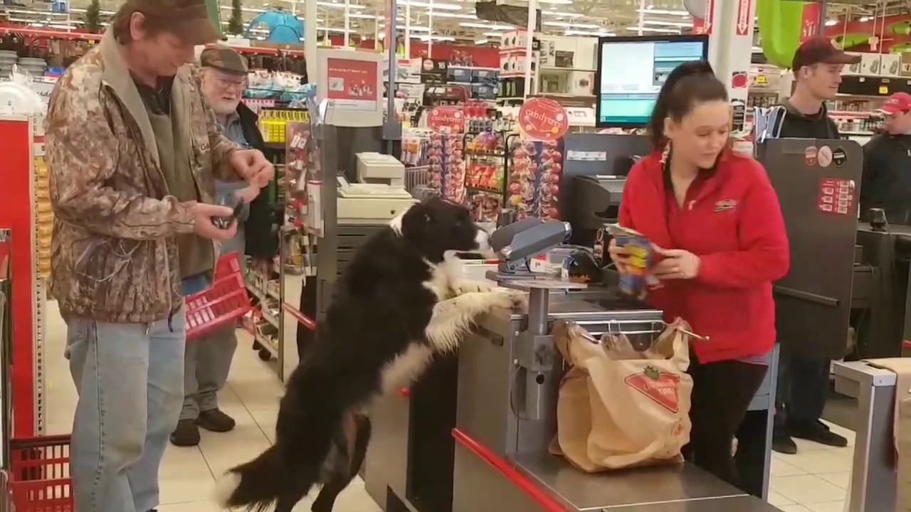 Dog picks out his own treats