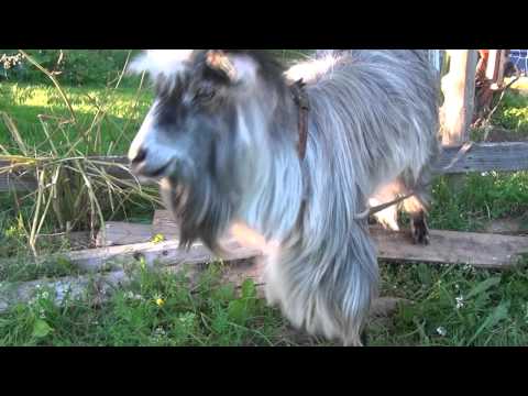 Goatbeatbox