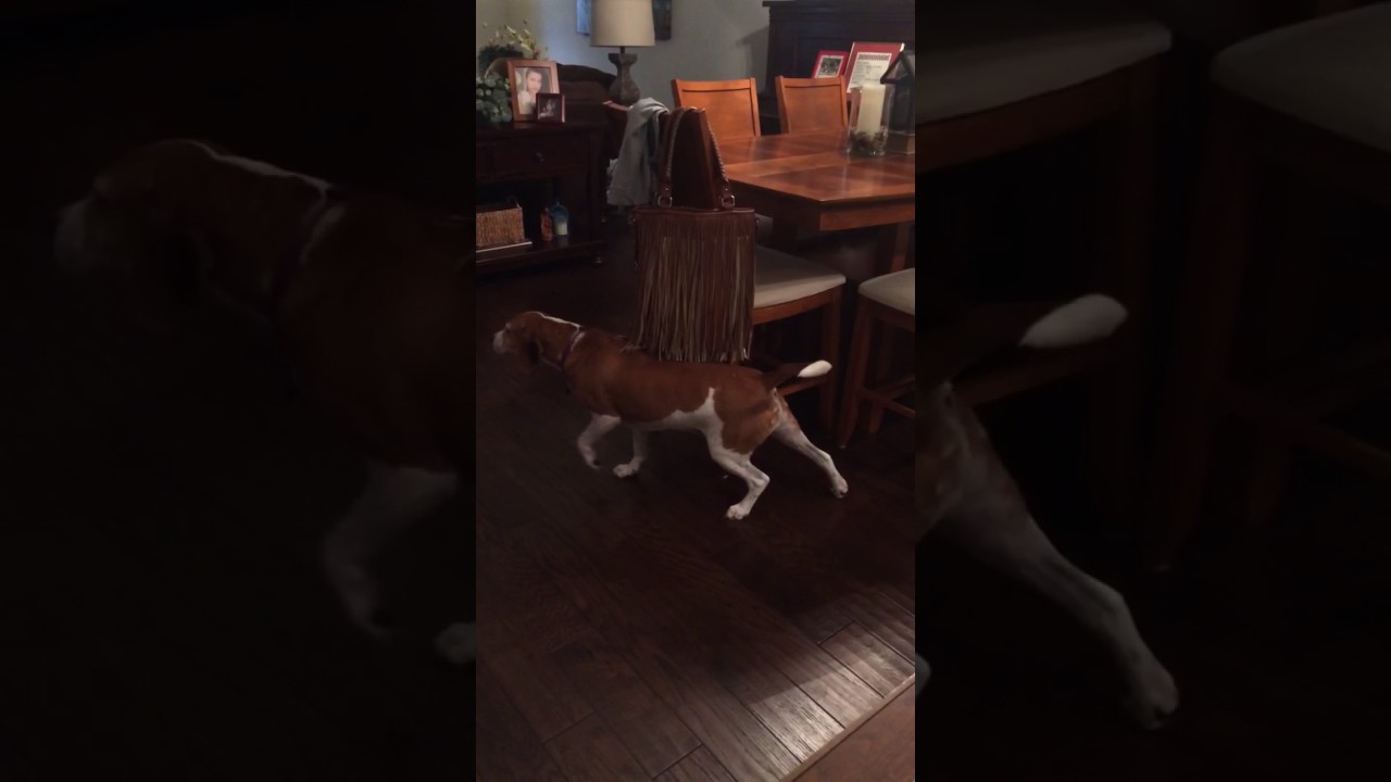 Dog loves ticklish fringe