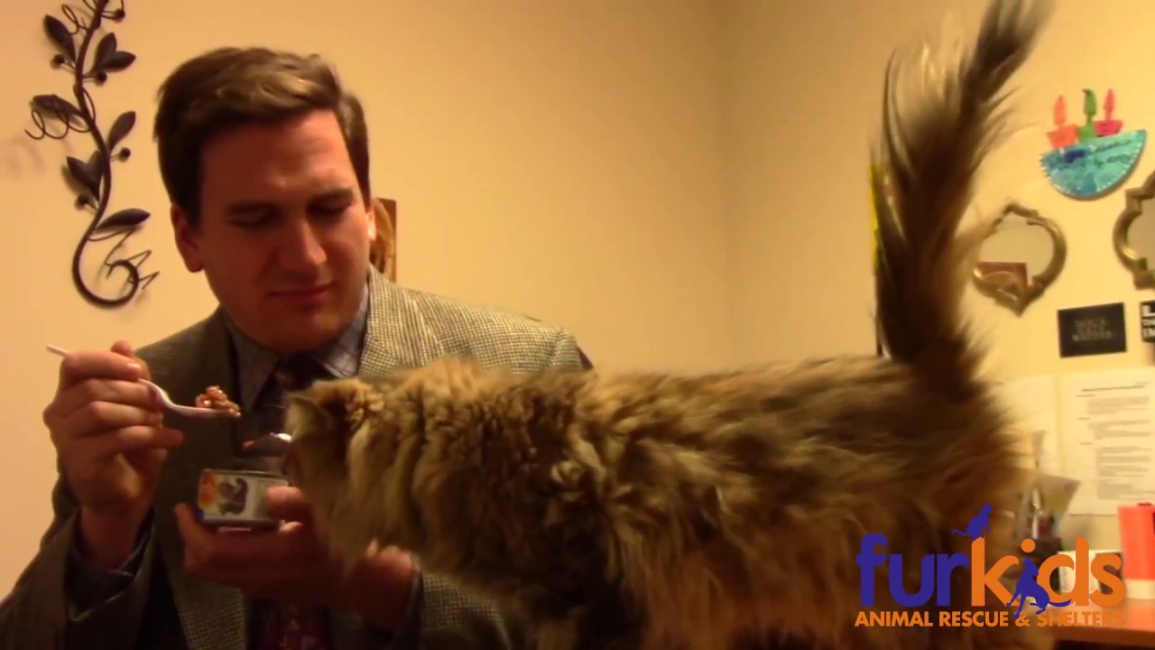 Official Furkids Kitty Kommercial