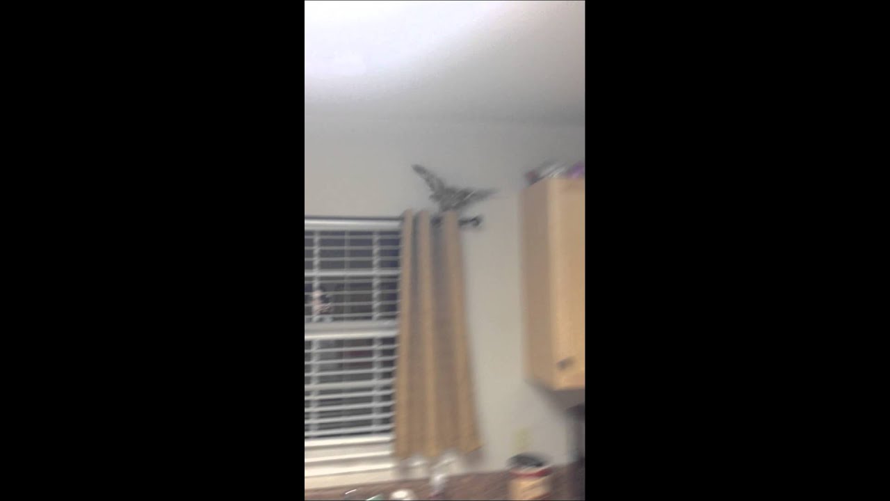 Owl In My House