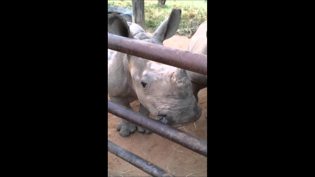 Can You Guess What Baby Rhinos Sound Like?