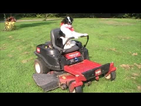 Border Collie DRIVING Zero Turn Lawn Mower BY HERSELF
