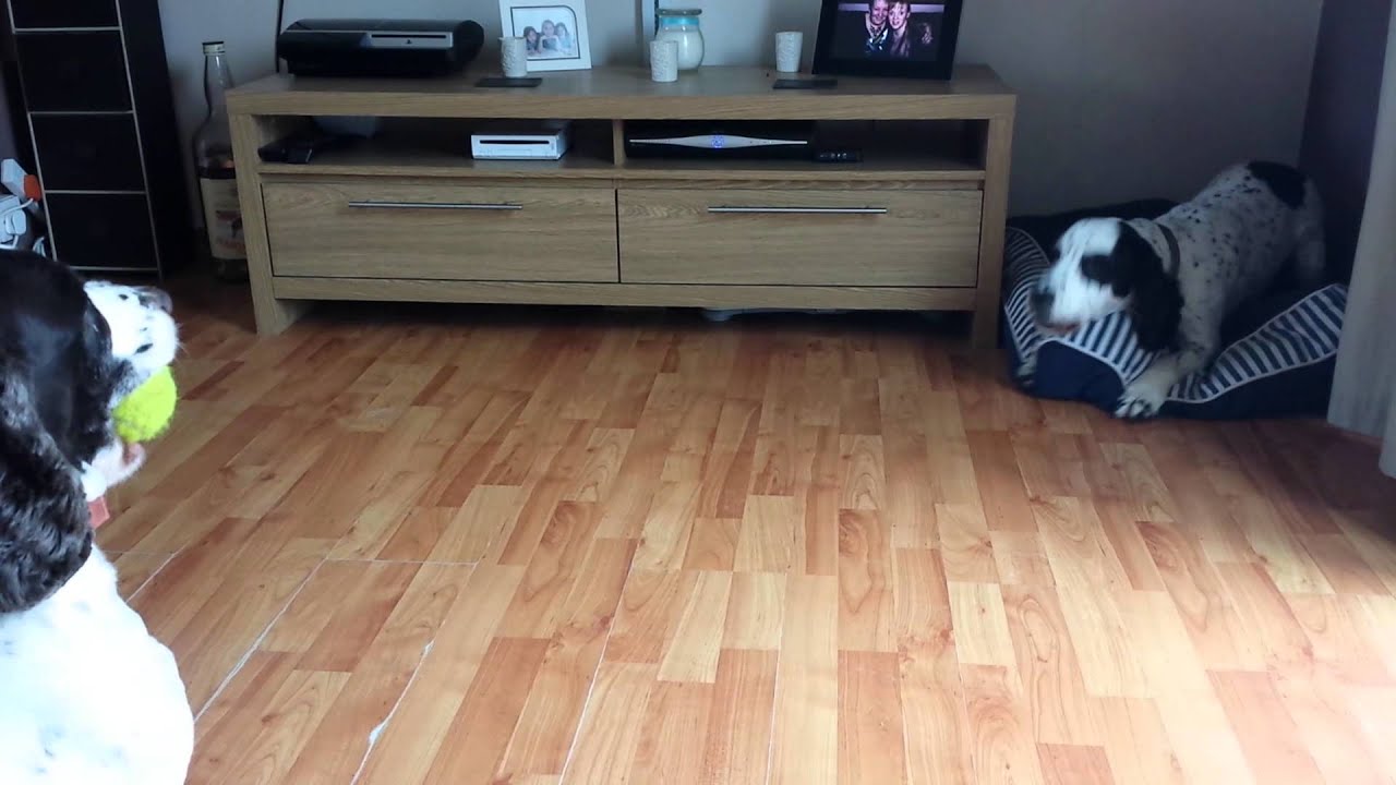 Hey, thats my ball !