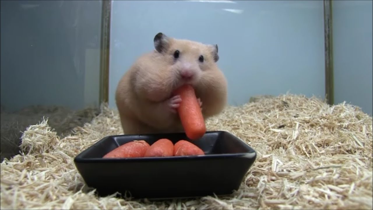 人参で顔が変わっちゃったハムスター（Hamster face changes）