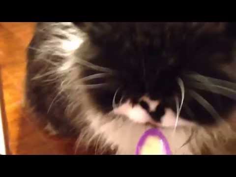 Cat Gets a BRAIN FREEZE!!