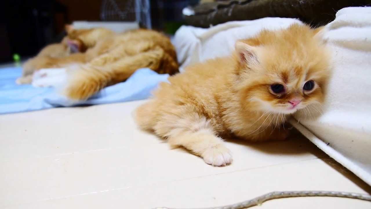 【マンチカン４兄妹】進撃の子猫　~ Attack of a kitten ~