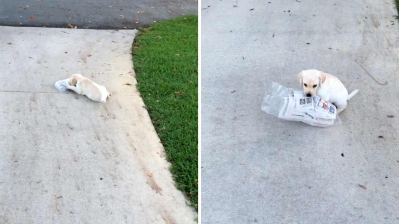 Adorable Puppy Struggles To Carry Newspaper