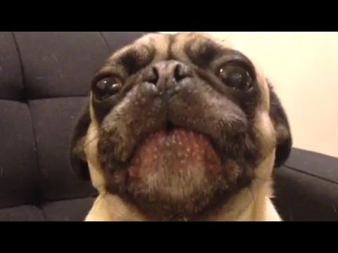 The Best Dog Vines of 2013