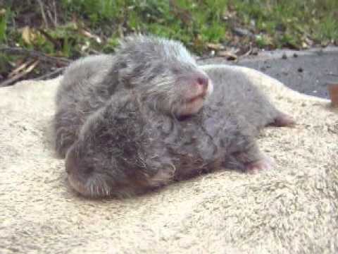 平川動物公園　コツメカワウソの赤ちゃん