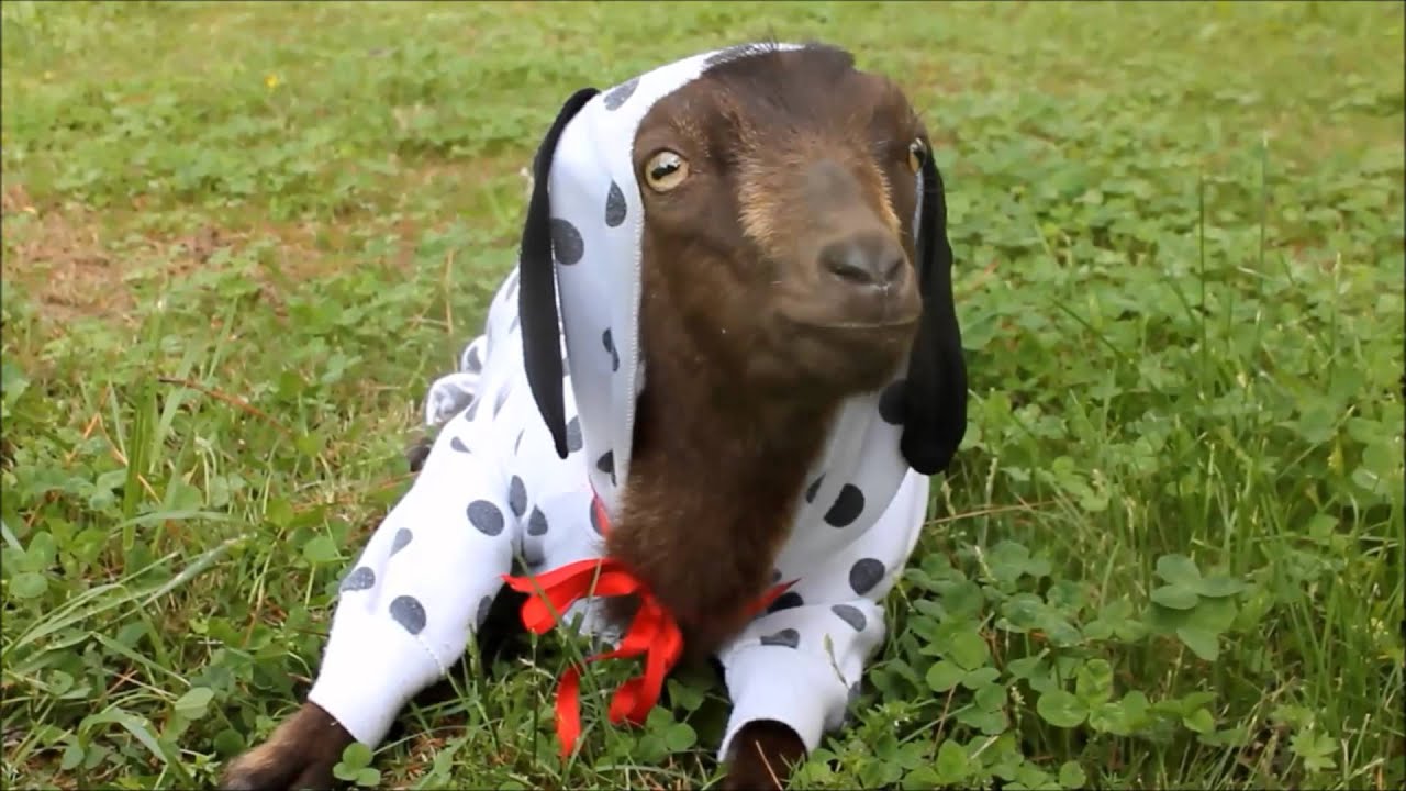 Who Let the Dogs out?!?! (goat)