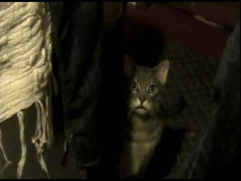 Hey Cat. Hey