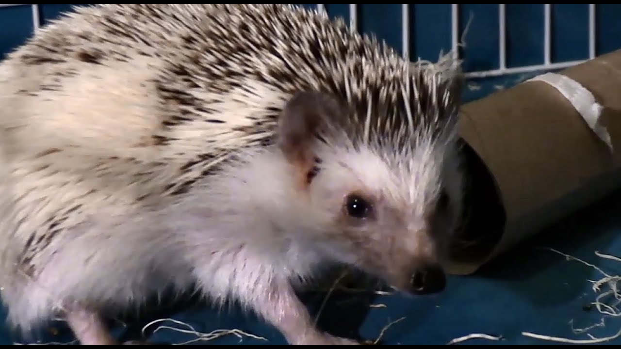 John vs. Paper Towel Roll - The Epic Struggle of the Hedgehog