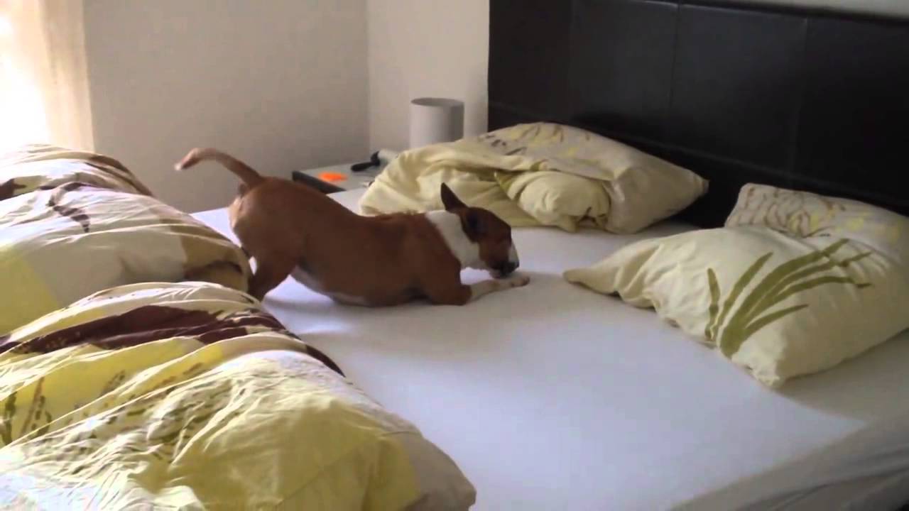 Lilli die tierische Bettentesterin