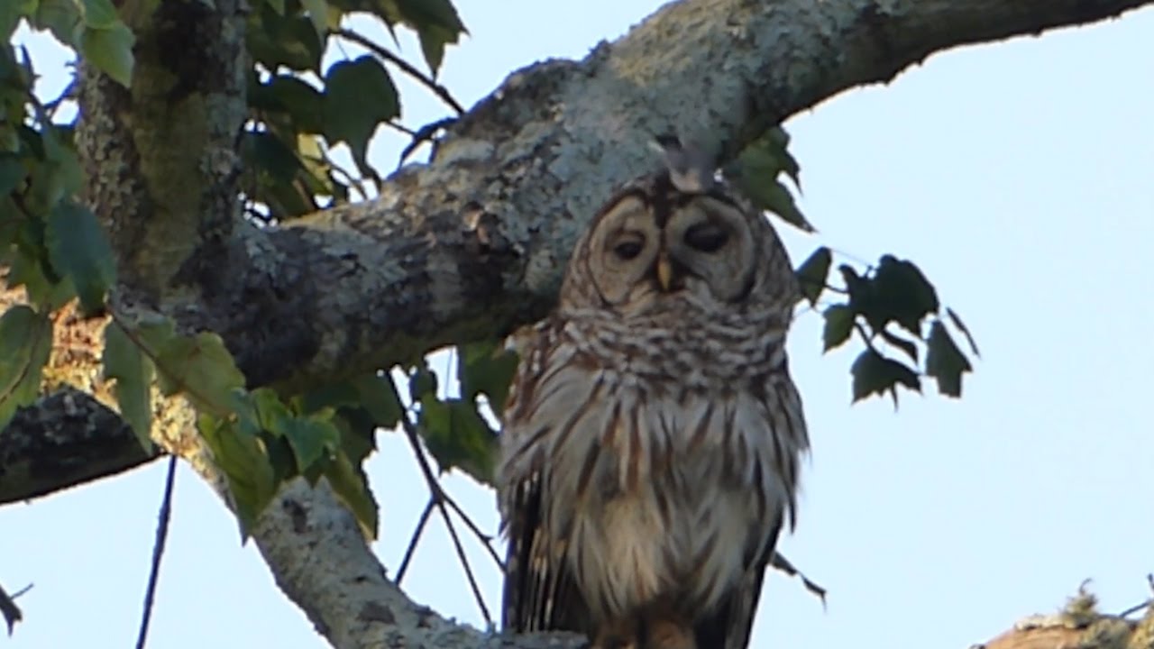 Owl Has No Cares to Give