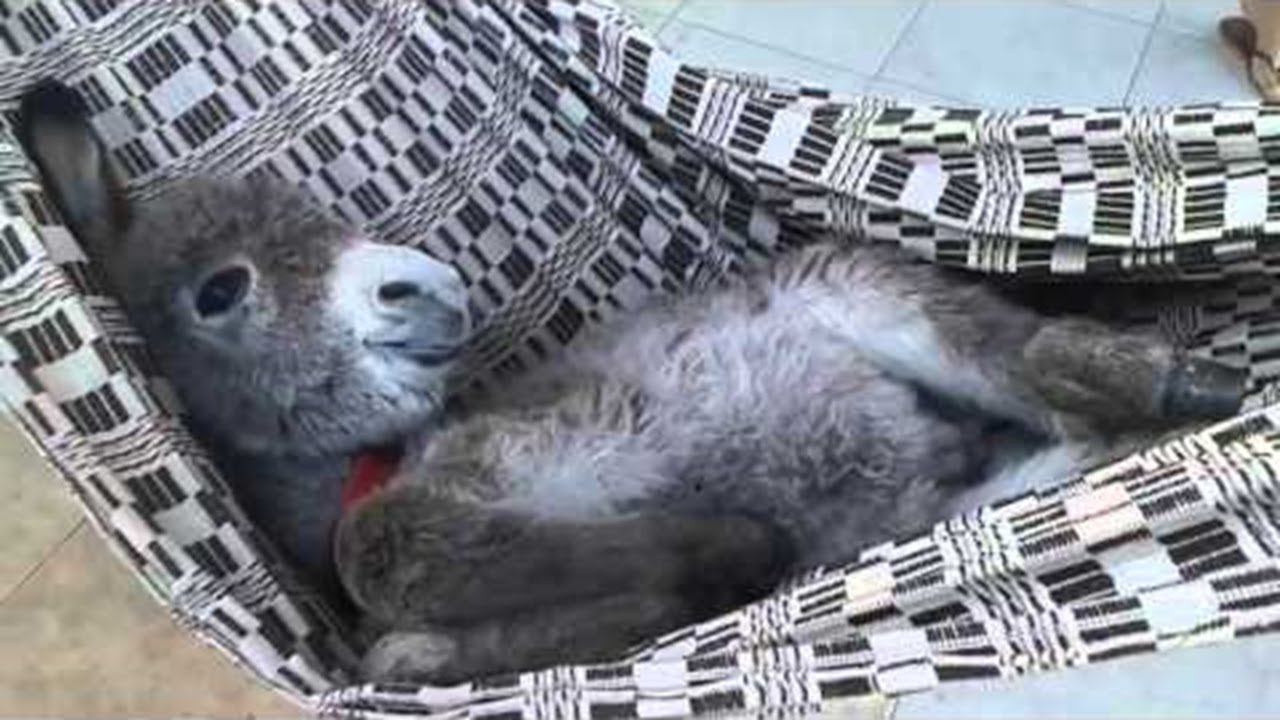 Donkey In A Hammock || ViralHog