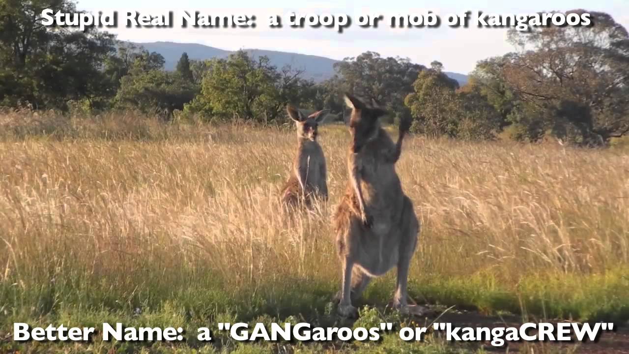 Better Names for Groups of Animals