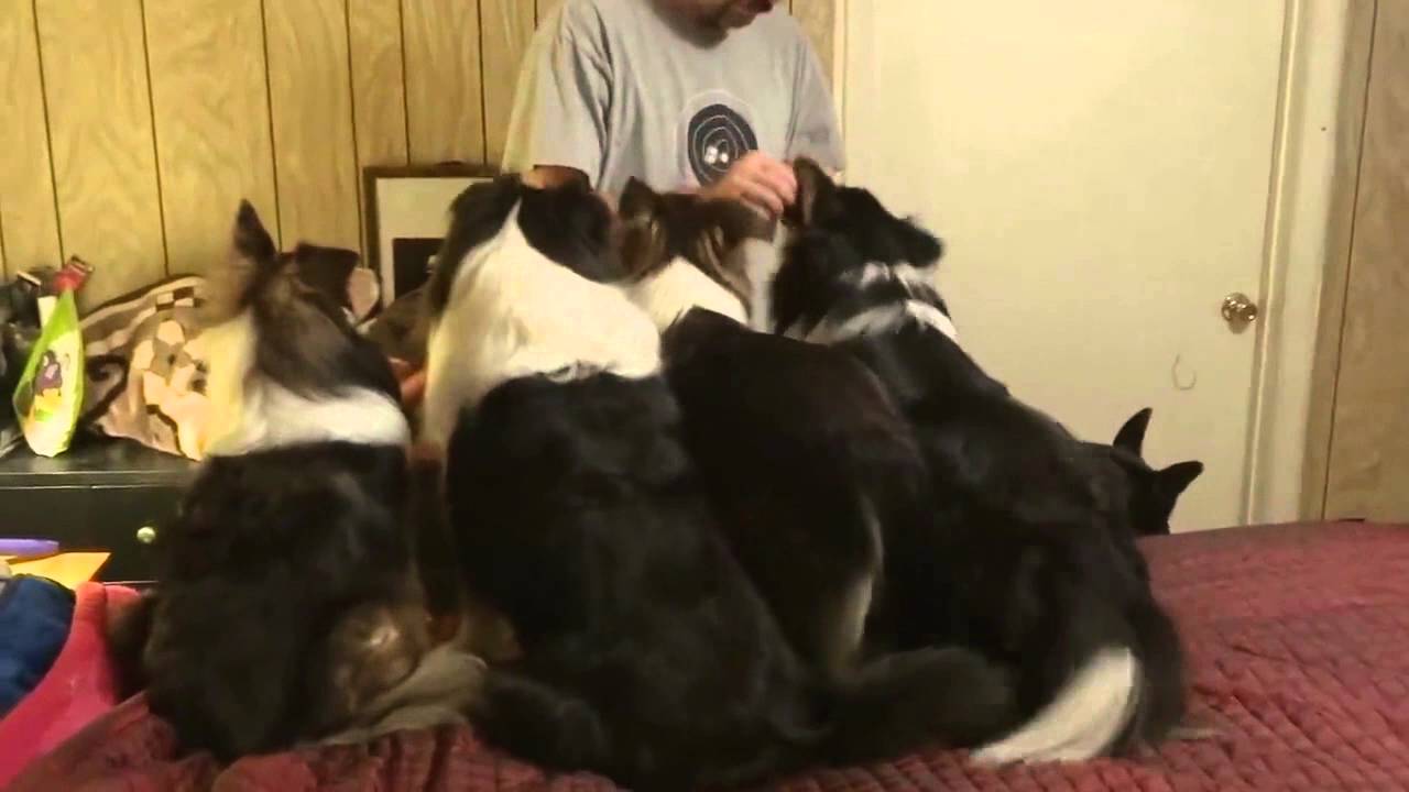 Dog Switches Places in Treat Line to Get Extra