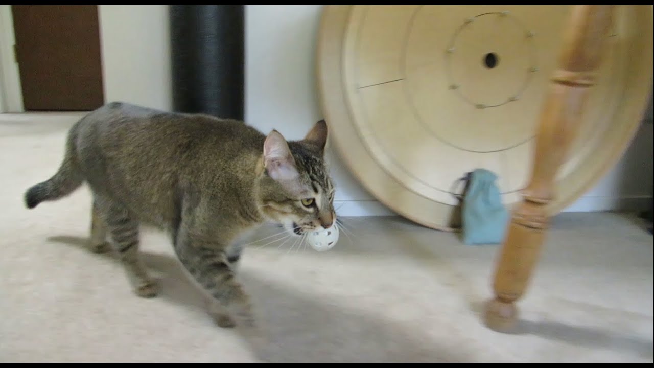Monkey the Cat Hunts for Dinner: Part 1