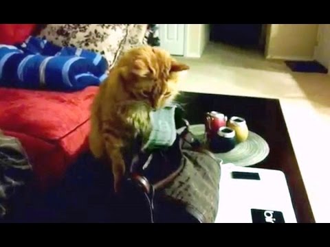 Sneaky Cats Stealing Money