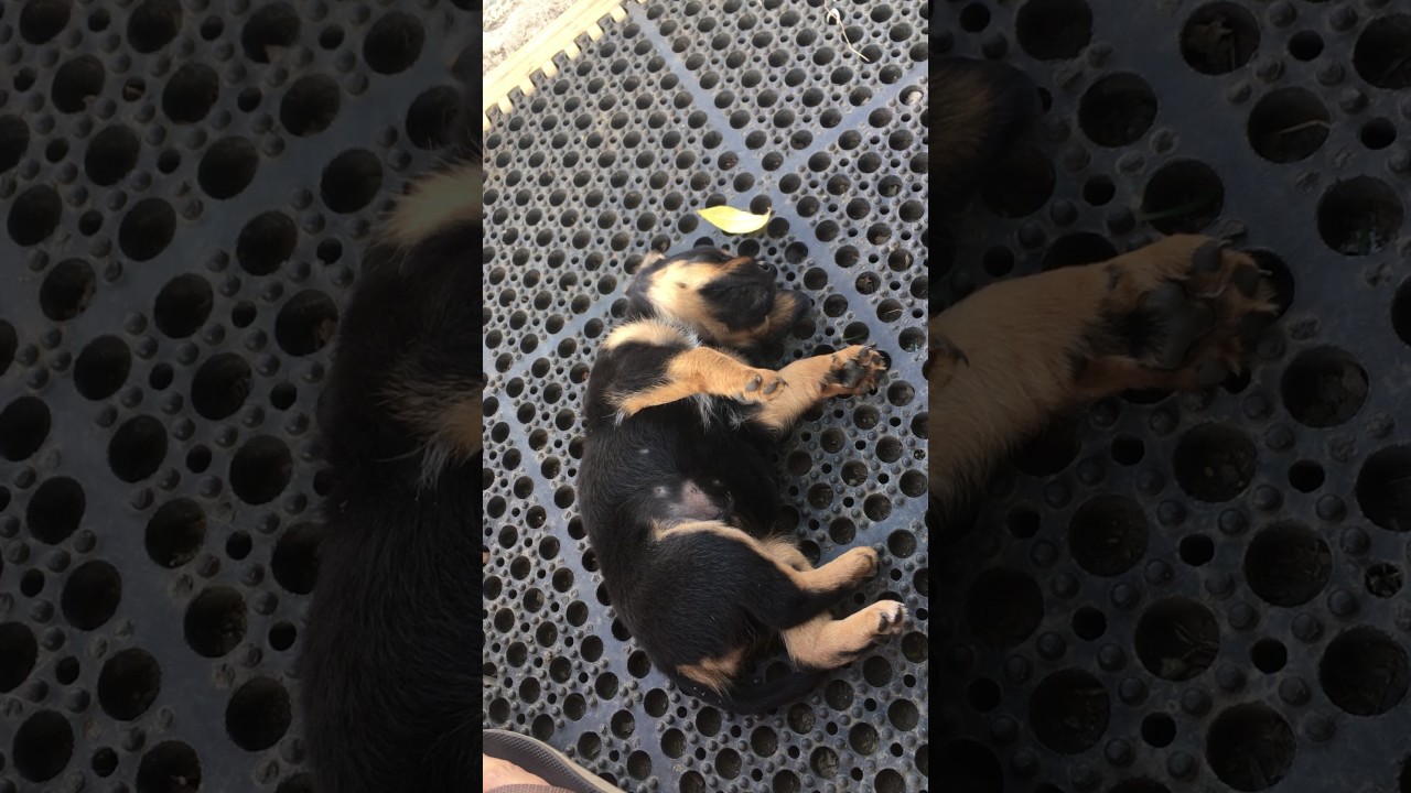 Gordo Falls Asleep During Play Time