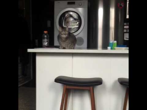 Beans meets RoboCat part one