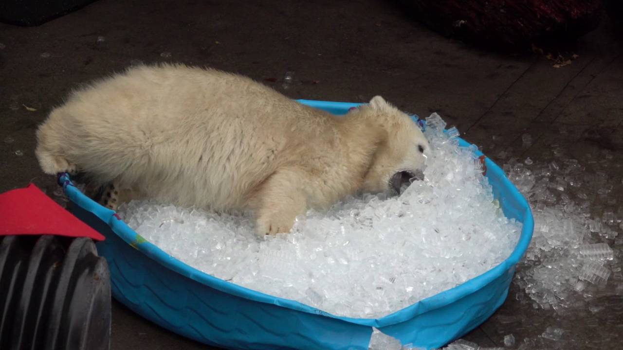 Polar bear plays in kiddie pool filled with ice