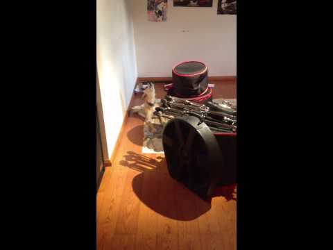 The blues dog