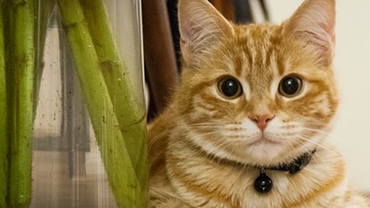 Cats Knocking Stuff Over