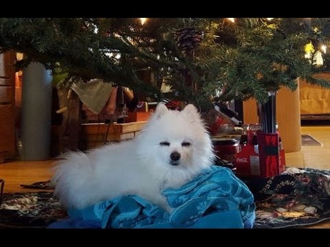 Gabe - All I want for Christmas is You