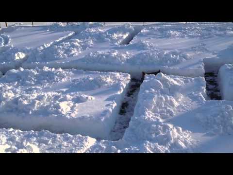 Dog in Snow Maze