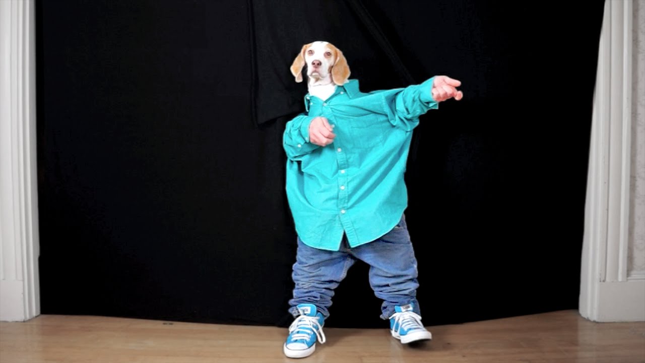 Funny Dog Maymo Dancing