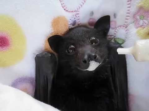Help save our flying-foxes