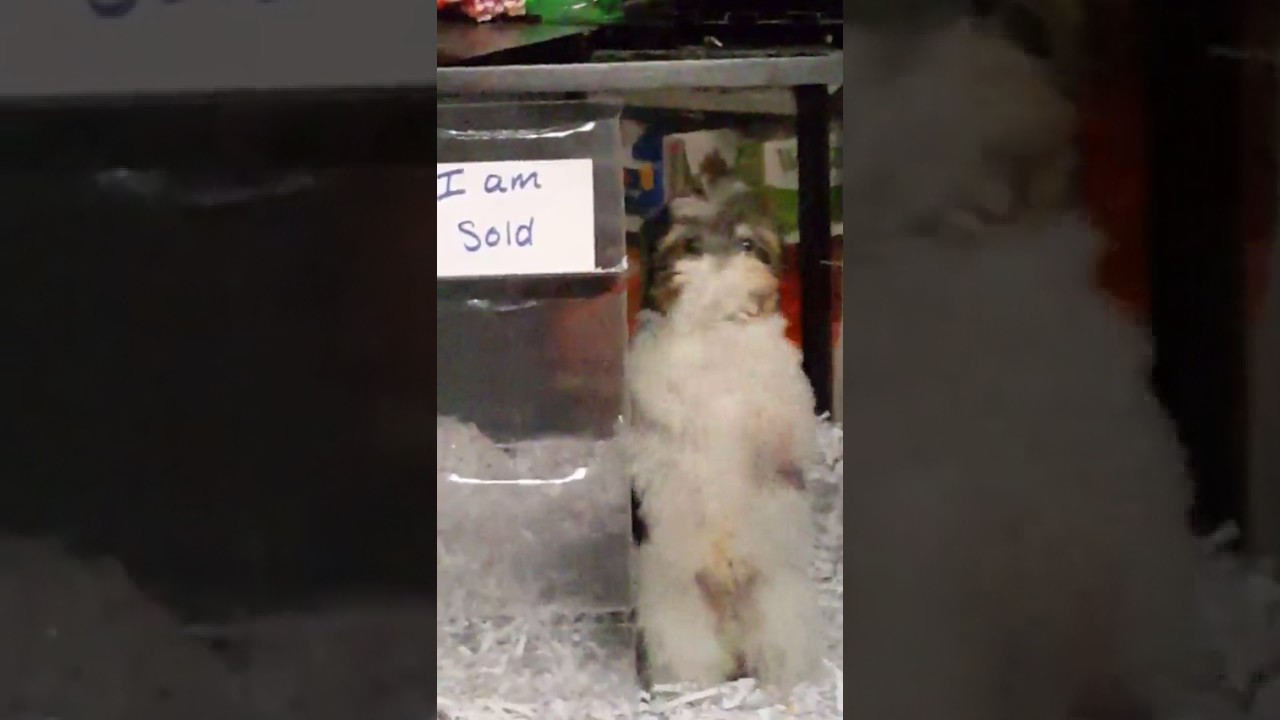 Sold Pupper Dance