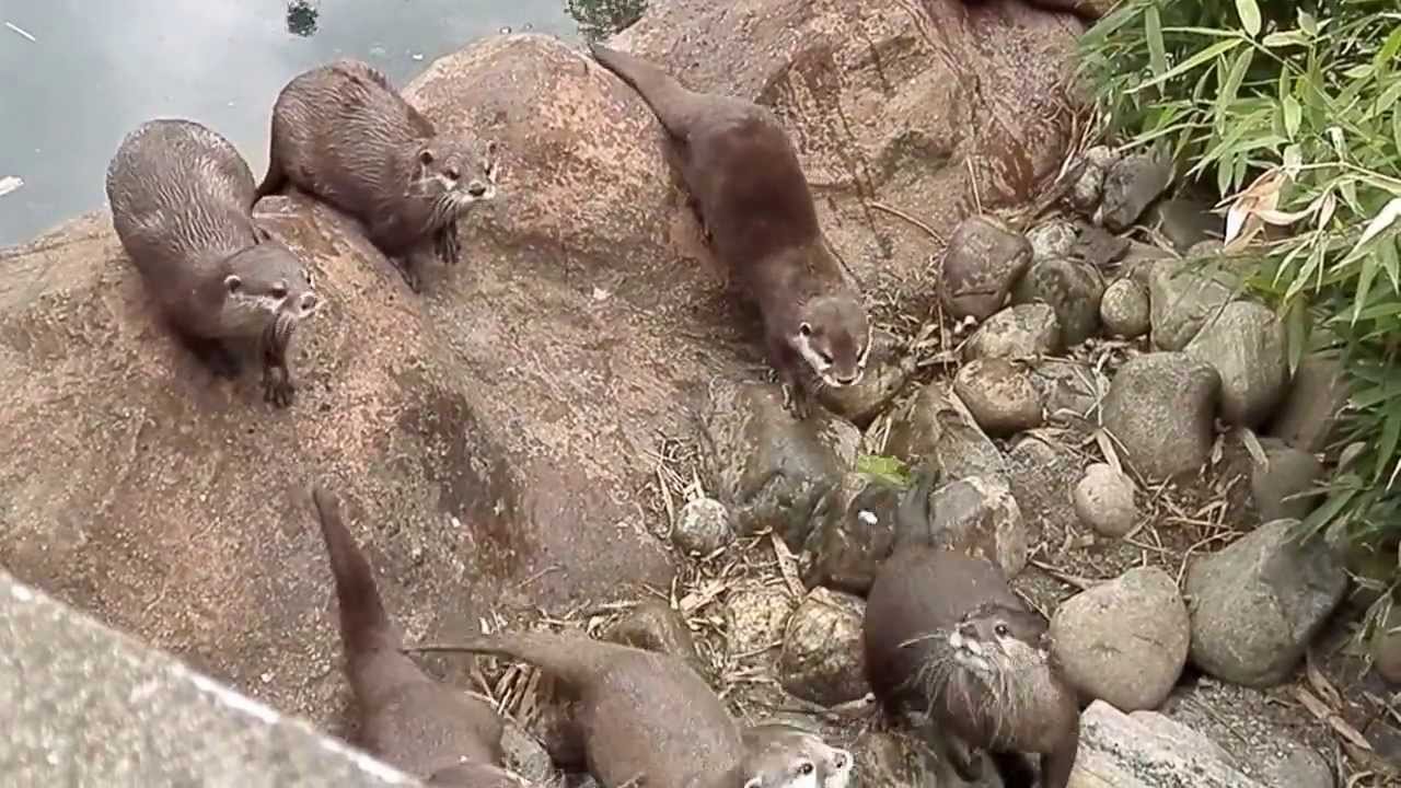 Otters Find A Butterfly