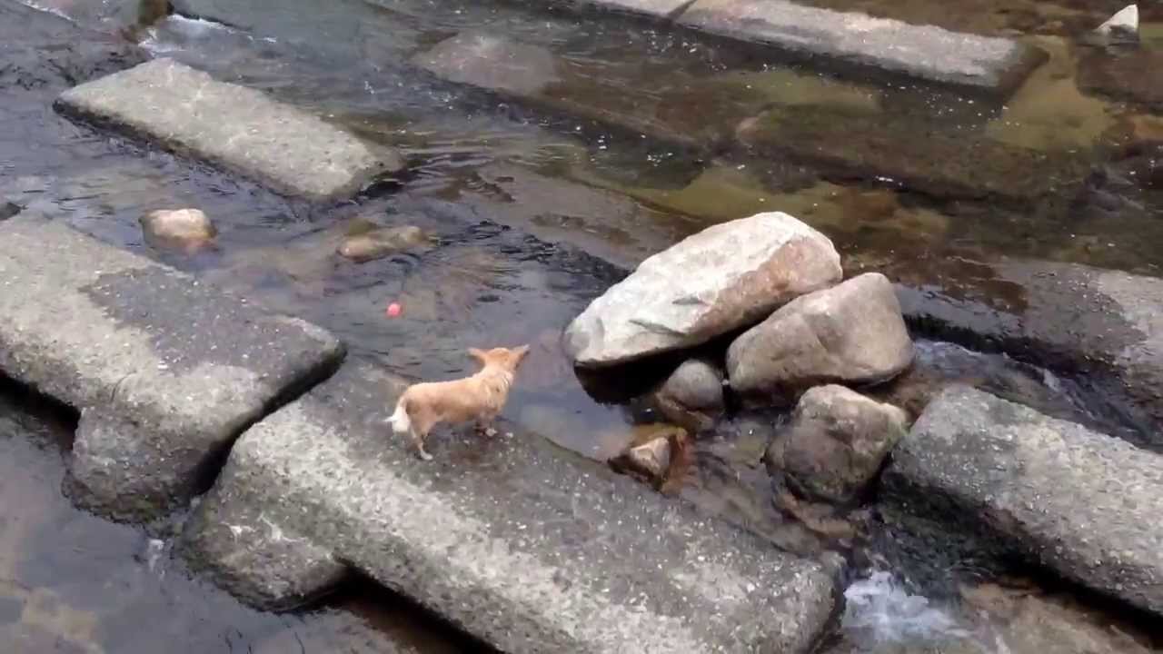 Caught this guy playing by himself