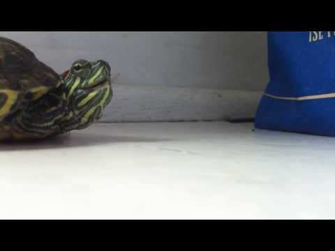 turtle sneeze!